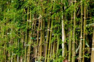 Can bamboo be used instead of steel in concrete?